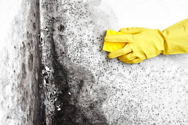 Best Toxic Mold Removal  in Woodbridge, VA