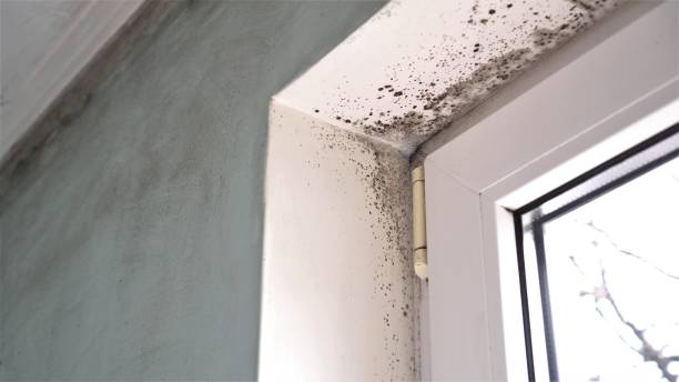 Best Mold Remediation Services  in Woodbridge, VA