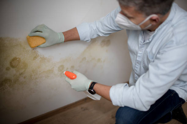 Best Local Mold Removal Service  in Woodbridge, VA