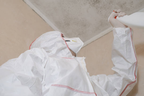 Home Mold Removal in Woodbridge, VA