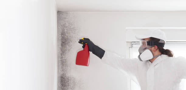 Best Mold Removal Near Me  in Woodbridge, VA