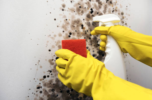 Best Mold Cleaning Services  in Woodbridge, VA