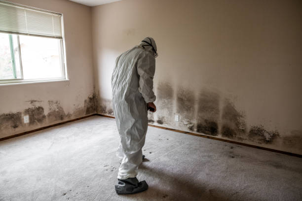 Best Black Mold Removal  in Woodbridge, VA