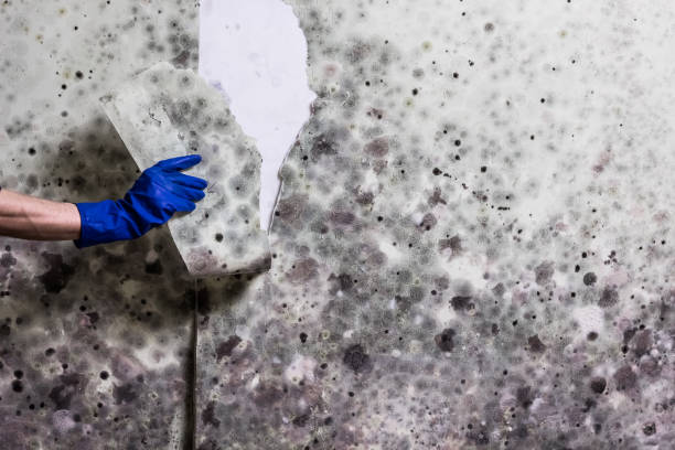 Best Professional Mold Removal  in Woodbridge, VA